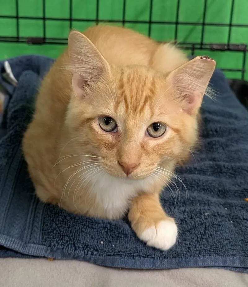 A young medium-sized male Tabby (Orange / Red) Domestic Short Hair cat named Tippy for adoption in Adrian, MI