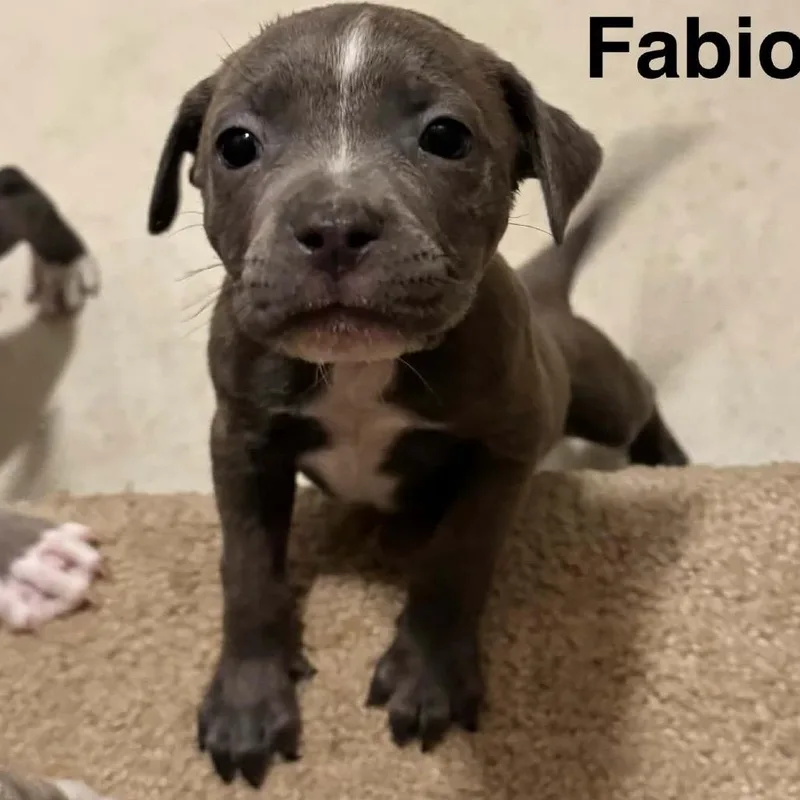A baby medium-sized male Gray / Blue / Silver Pit Bull Terrier dog named Fabio for adoption in Olathe, KS