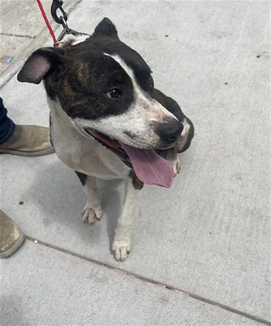 An adult large-sized male Mixed Breed dog named Torro for adoption in Dallas, TX