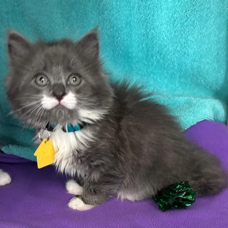 A baby small-sized male Gray / Blue / Silver Domestic Long Hair cat named Dash for adoption in Springfield, MA