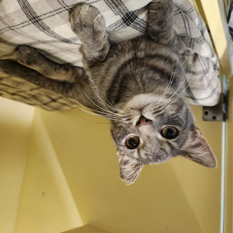 A young medium-sized male Gray / Blue / Silver Domestic Short Hair cat named Bebe for adoption in Charleston, SC