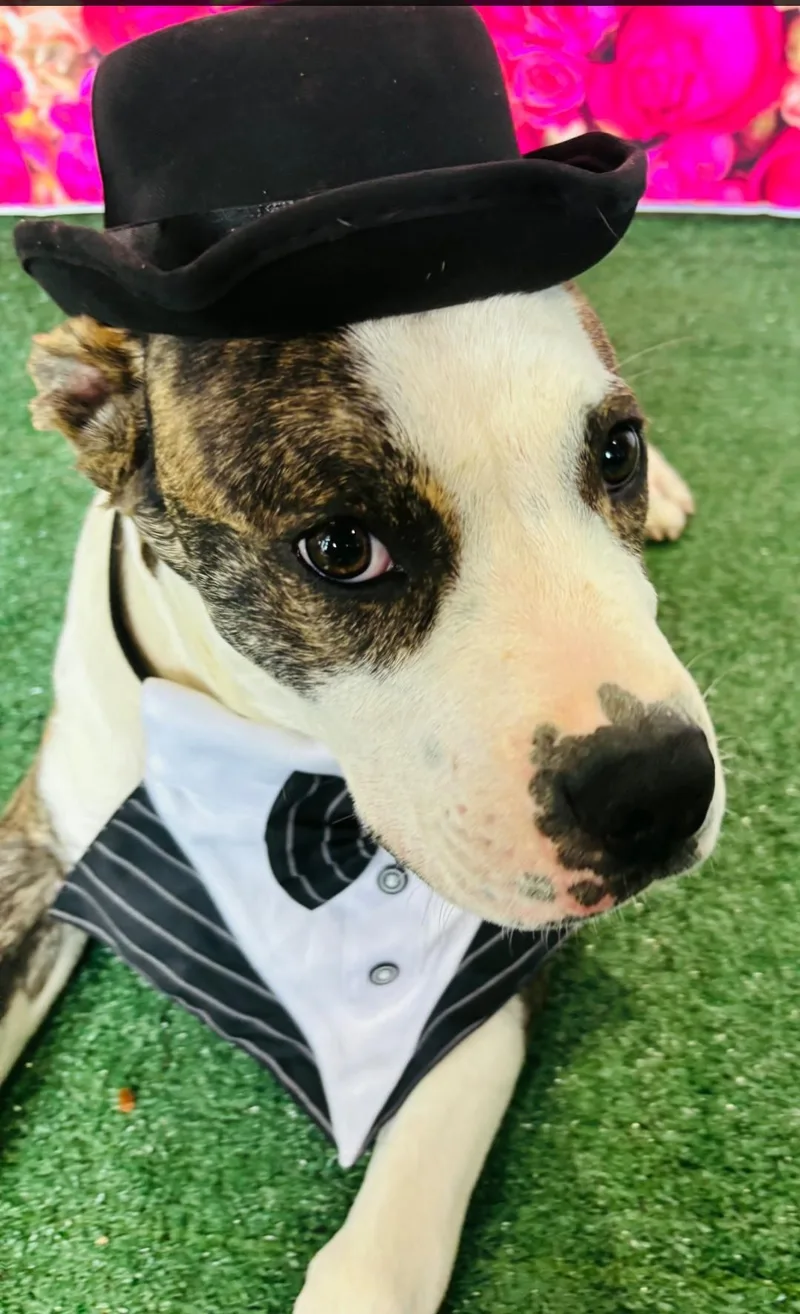 A young large-sized male American Bully dog named Eascal for adoption in Allen, TX