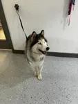 An adult medium-sized male Husky dog named Athena A for adoption in Sherman, TX