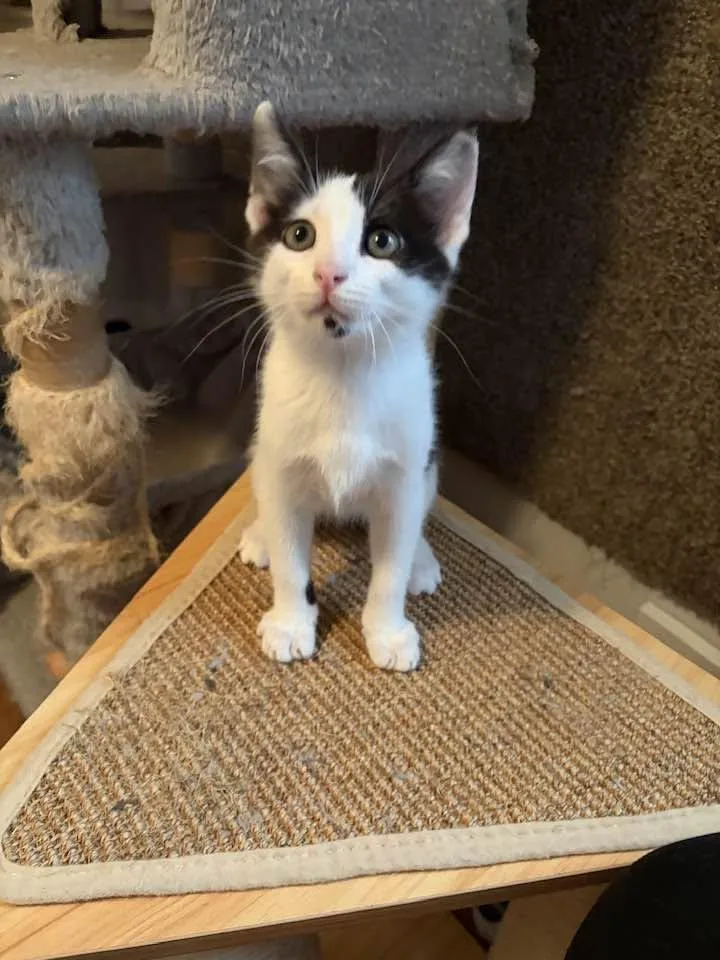 A baby medium-sized male Black & White / Tuxedo Domestic Short Hair cat named Tony for adoption in Cleveland, OH