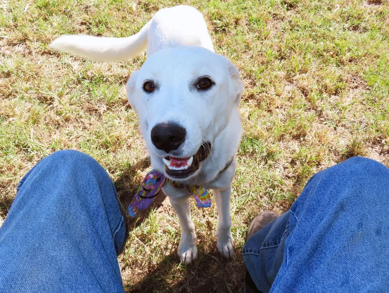 A baby medium-sized female Labrador Retriever dog named Aria C for adoption in Rogers, AR