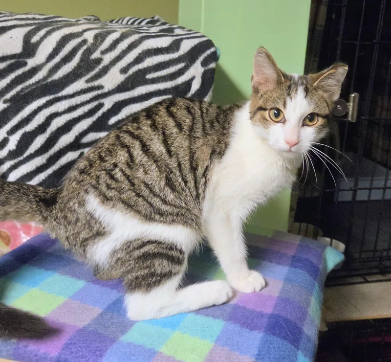 A baby medium-sized male Tabby (Brown / Chocolate) Tabby cat named William for adoption in New Albany, OH