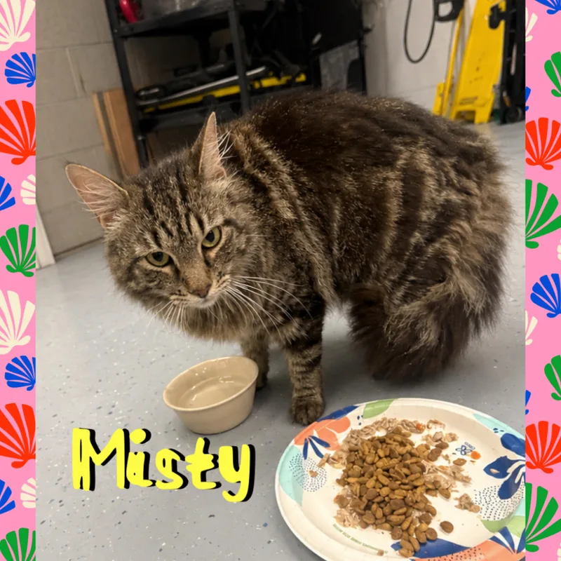An adult medium-sized female Tabby (Brown / Chocolate) Domestic Long Hair cat named Misty for adoption in Red Lodge, MT