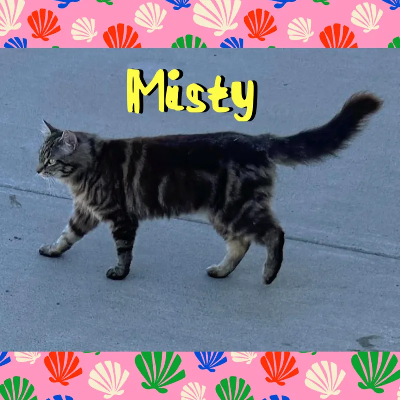 Misty thumbnail 2