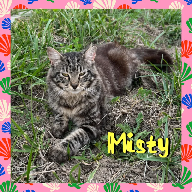 Misty thumbnail 3