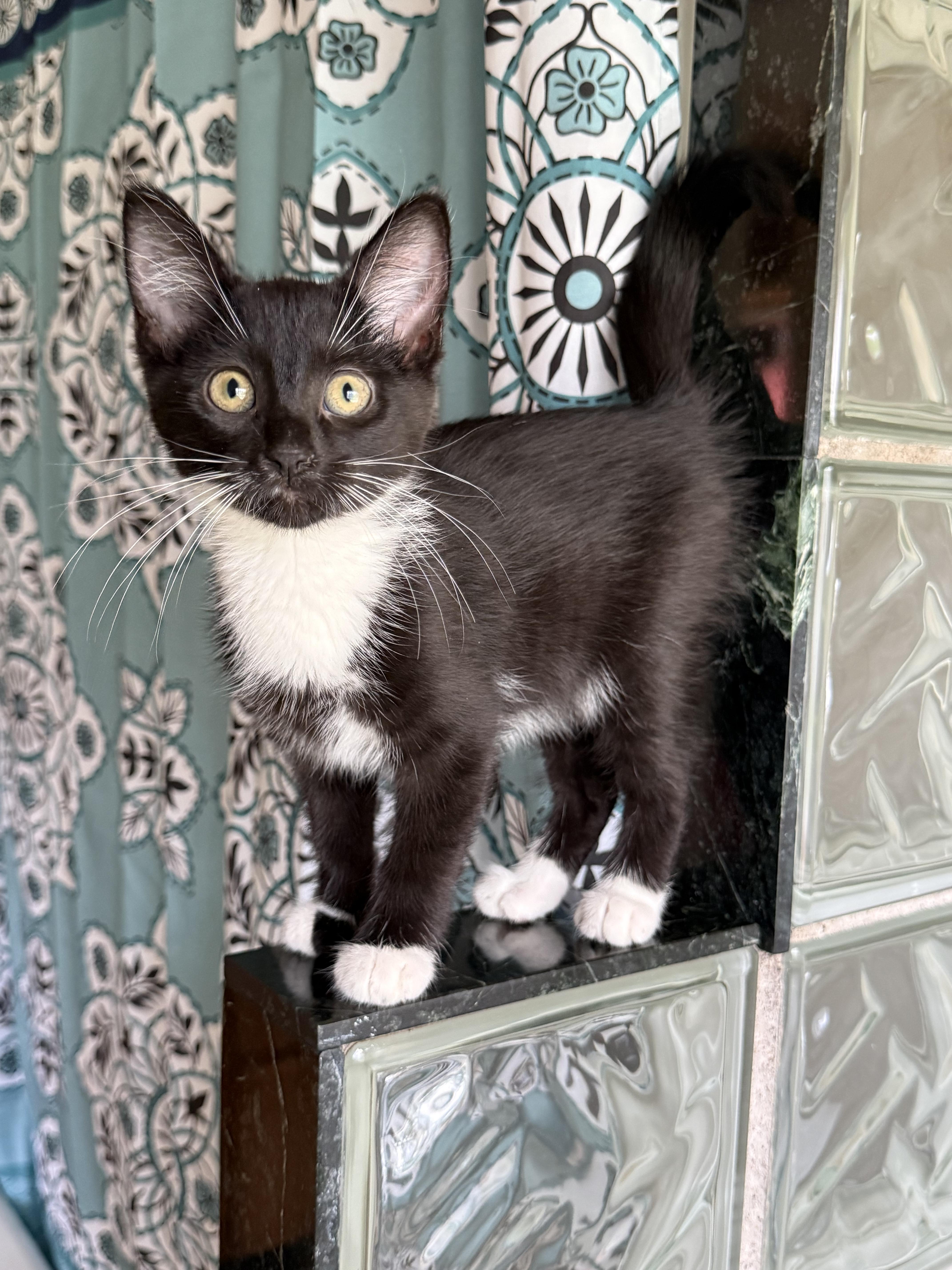 A young medium-sized female Black & White / Tuxedo Tuxedo cat named Hershey for adoption in Eau Claire, WI