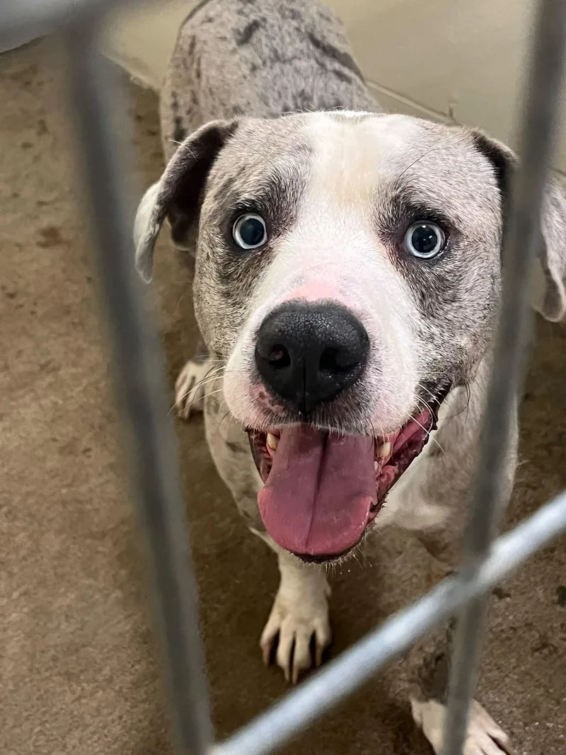 An adult medium-sized male Gray / Blue / Silver Mixed Breed dog named Felon for adoption in Pomeroy, OH