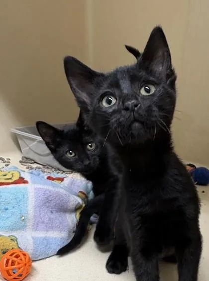 A baby medium-sized female Domestic Short Hair cat named Rosie for adoption in Pequot Lakes, MN