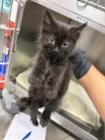 A baby small-sized female Domestic Short Hair cat named Nathalie Vera for adoption in San Martin, CA