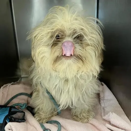 A young small-sized male Yellow / Tan / Blond / Fawn Shih Tzu dog named Charleston for adoption in East Saint Louis, IL