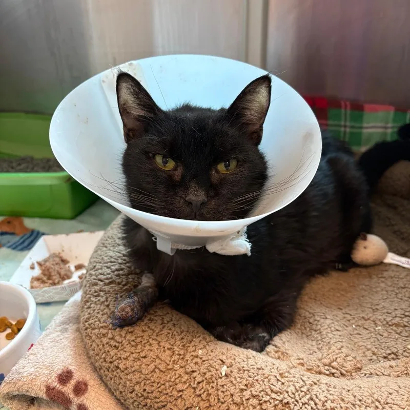 A senior medium-sized male Black Domestic Short Hair cat named Seymour for adoption in Fairport, NY