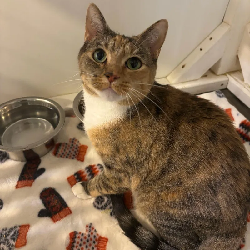 An adult medium-sized female Black Domestic Short Hair cat named Fifi for adoption in Carencro, LA
