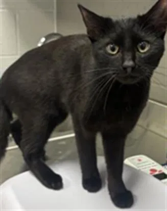 An adult small-sized male Domestic Short Hair cat named Anubis for adoption in Indianapolis, IN
