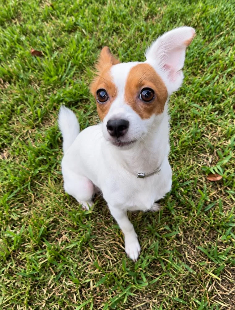 An adult small-sized female Jack Russell Terrier dog named Betty Jean Ella for adoption in Saugus, MA