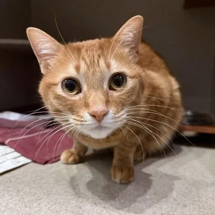 An adult medium-sized male Domestic Short Hair cat named Octo for adoption in Washington, DC
