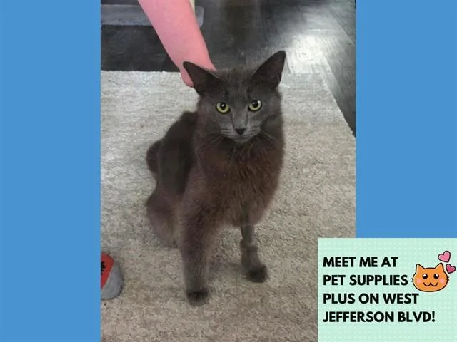 A young medium-sized female Domestic Short Hair cat named Artemis for adoption in Fort Wayne, IN