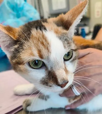 An adult medium-sized female Domestic Short Hair cat named Oakley for adoption in Lafayette, IN