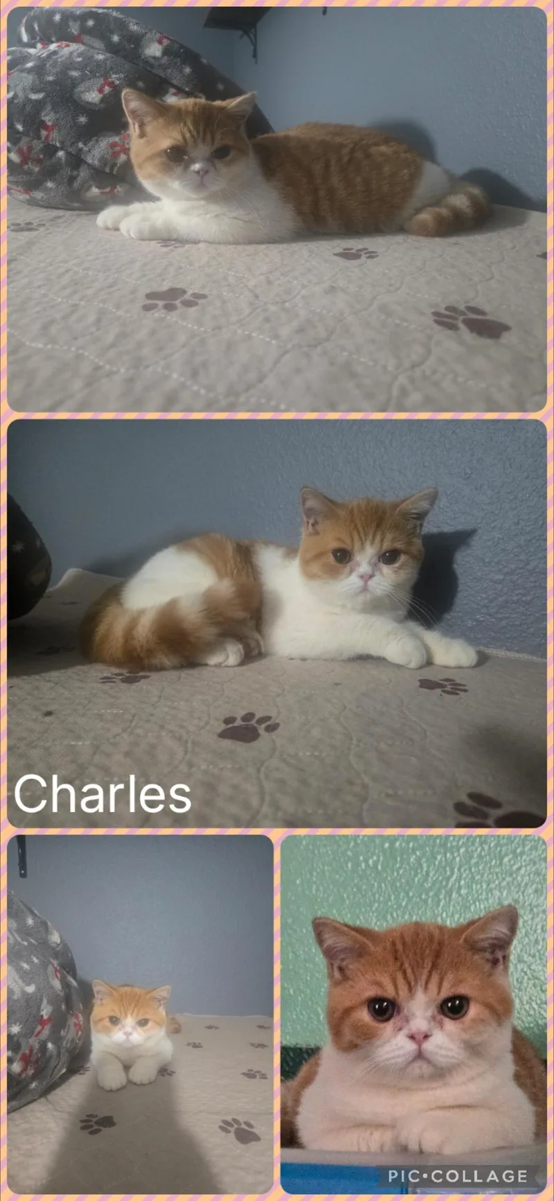 A baby small-sized male British Shorthair cat named Charles for adoption in Newberg, OR