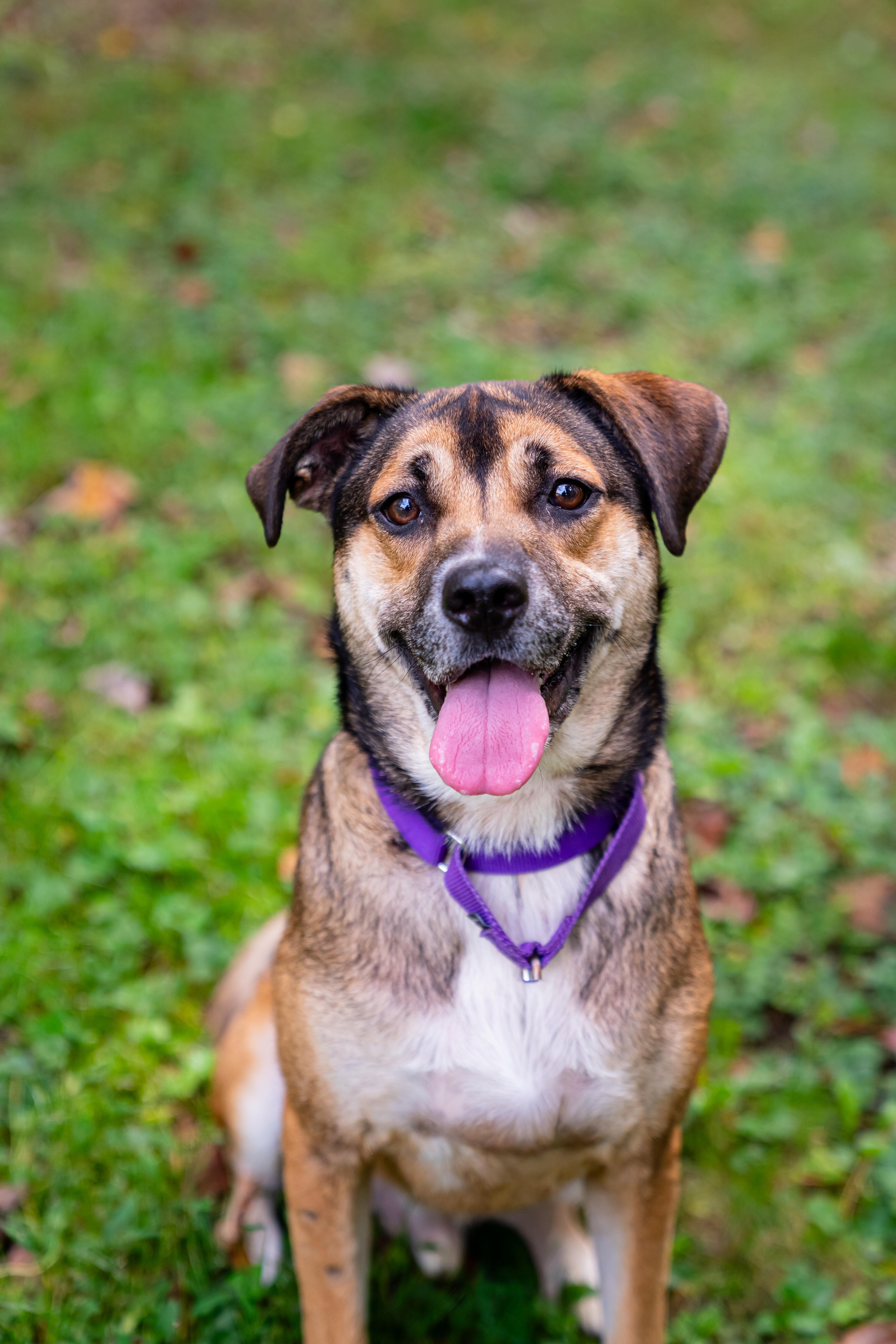 An adult medium-sized male Bicolor Hound dog named Pluto for adoption in Dellslow, WV