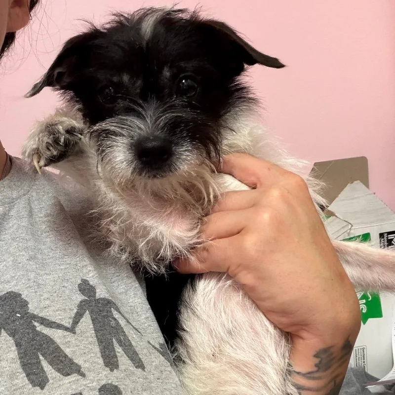 A young small-sized female Miniature Schnauzer dog named Oreo for adoption in Webster, TX