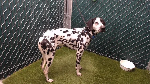 A young medium-sized male Dalmatian dog named Domino for adoption in Downey, CA