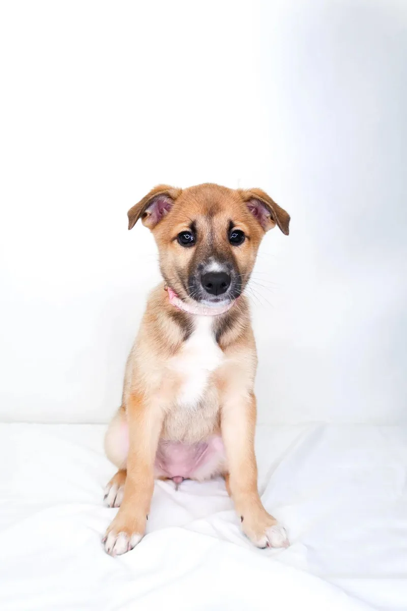 A baby medium-sized female Apricot / Beige Australian Cattle Dog / Blue Heeler dog named Jamaica for adoption in Bixby, OK