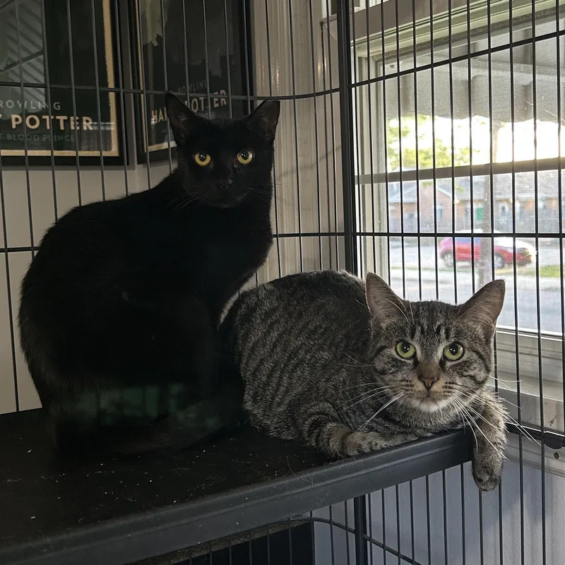 Joan Jett And Blackbird thumbnail 2