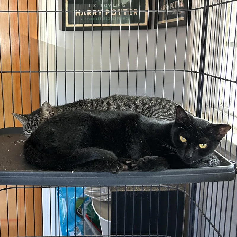 Joan Jett And Blackbird