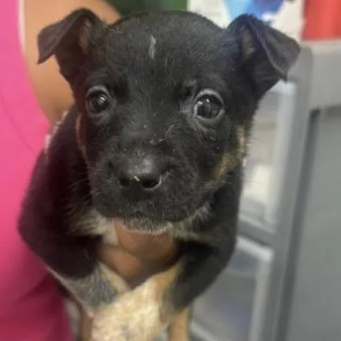 A baby small-sized female Brown / Chocolate Cattle Dog dog named Finch for adoption in Briarcliff Manor, NY