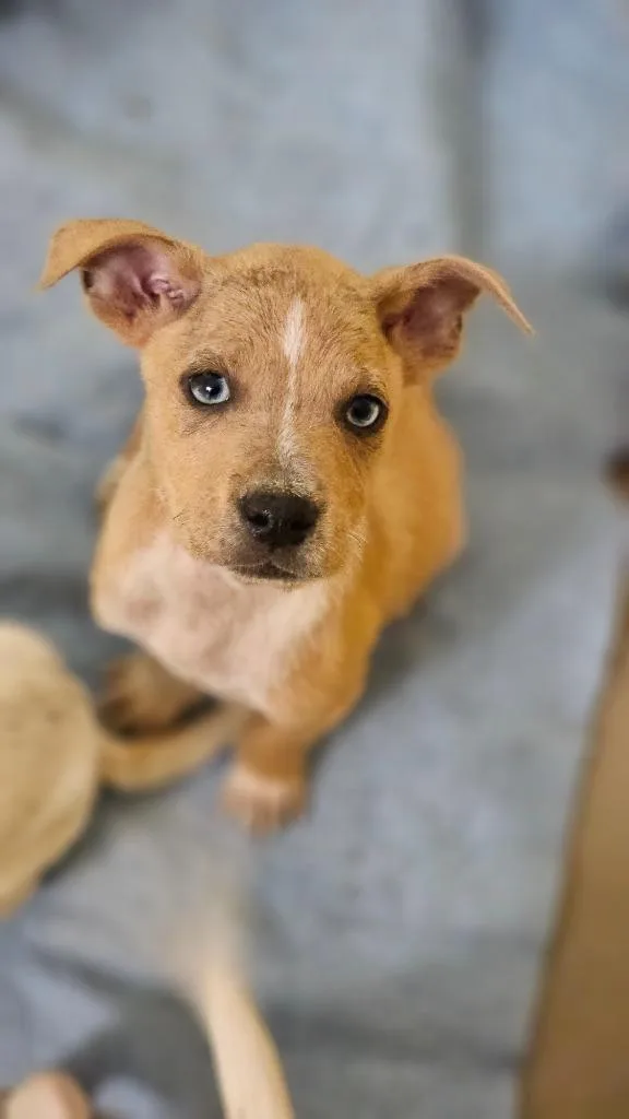 A baby small-sized male Cattle Dog dog named Sprout for adoption in Crossville, TN