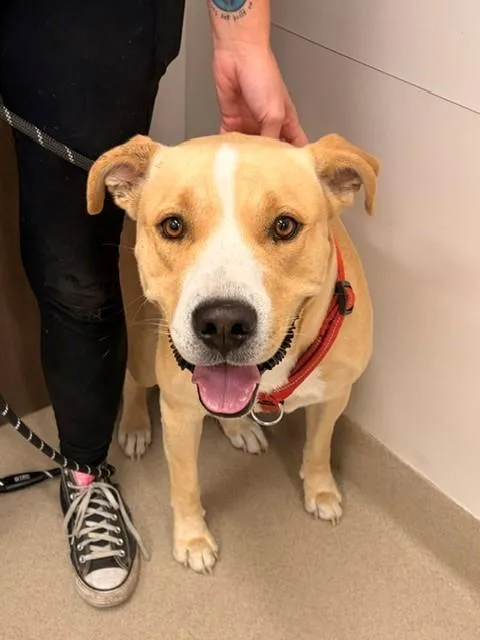 A young medium-sized male Labrador Retriever dog named Charly for adoption in Baytown, TX