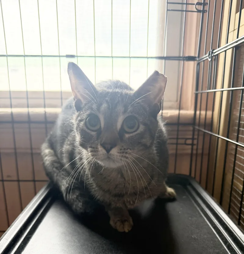 A young large-sized female Brown / Chocolate Domestic Short Hair cat named Kurbie for adoption in Hudson, NY