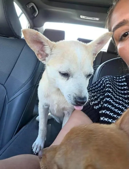 A baby small-sized female Chihuahua dog named Ivy for adoption in Boston, MA