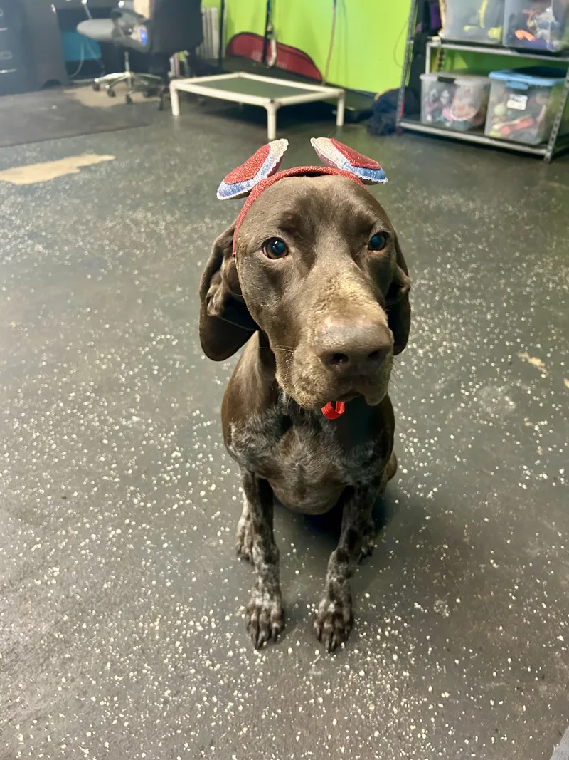 An adult large-sized male German Shorthaired Pointer dog named Calvin for adoption in Parrish, FL