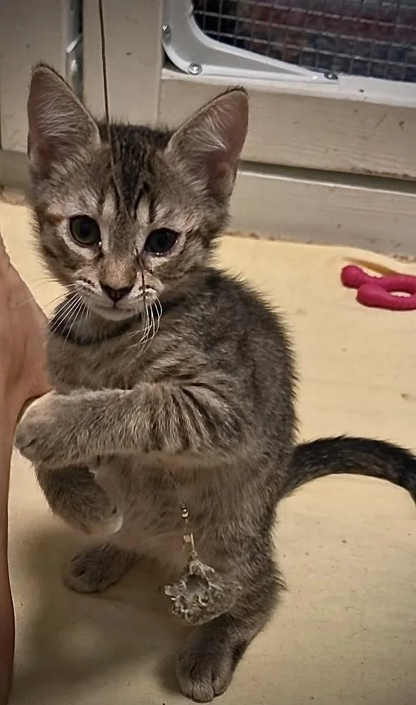 A baby small-sized female Tabby (Brown / Chocolate) Domestic Short Hair cat named Chickpea for adoption in Green Valley, AZ