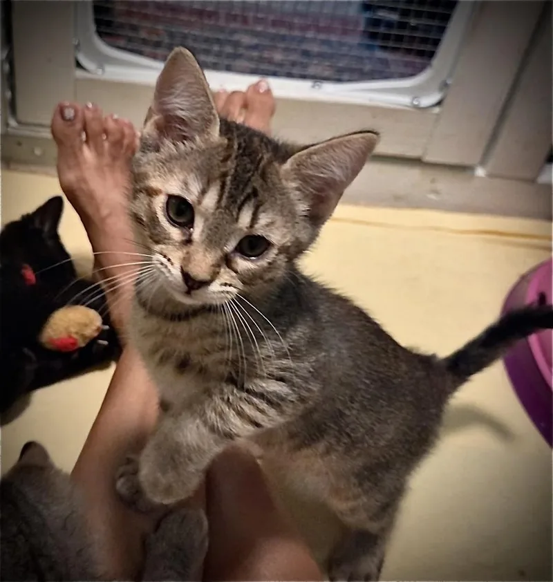 Chickpea thumbnail 2
