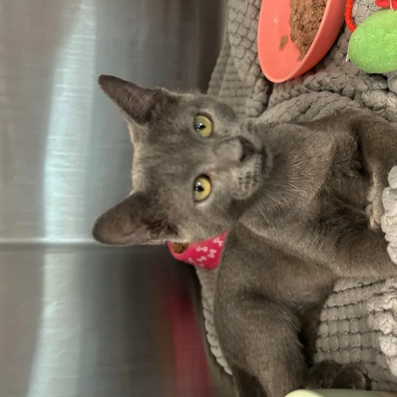 A baby small-sized female Blue Point Domestic Short Hair cat named Petunia for adoption in Gainesville, TX