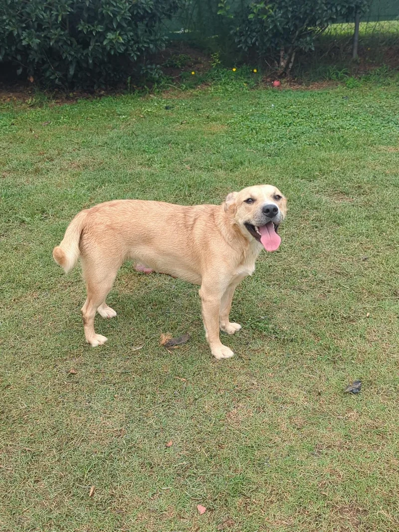 A young medium-sized female Yellow / Tan / Blond / Fawn Golden Retriever dog named Nala for adoption in Jackson, GA