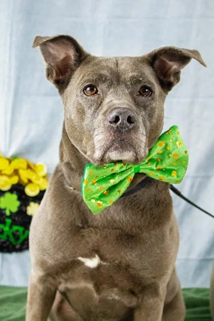 Roxy Fka Shawna thumbnail 2