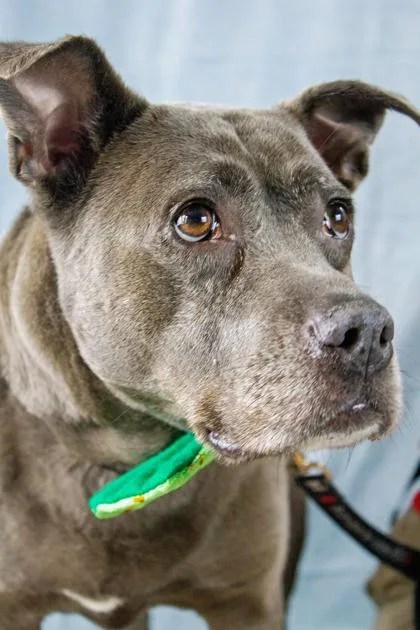 Roxy Fka Shawna thumbnail 3