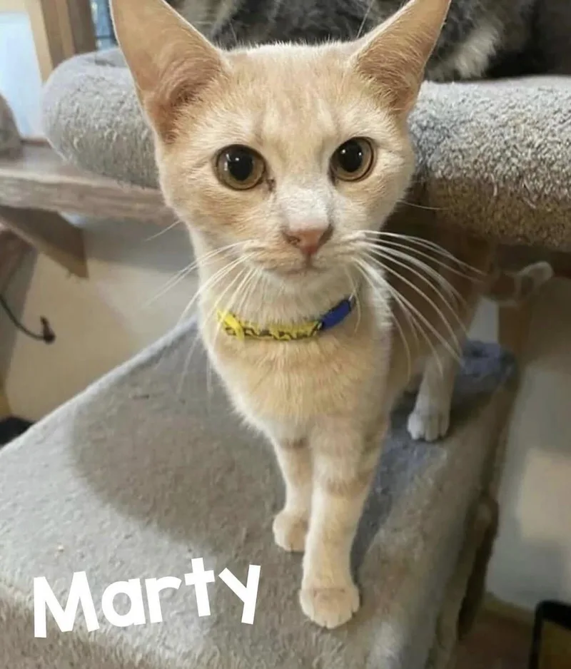 Marty thumbnail 4