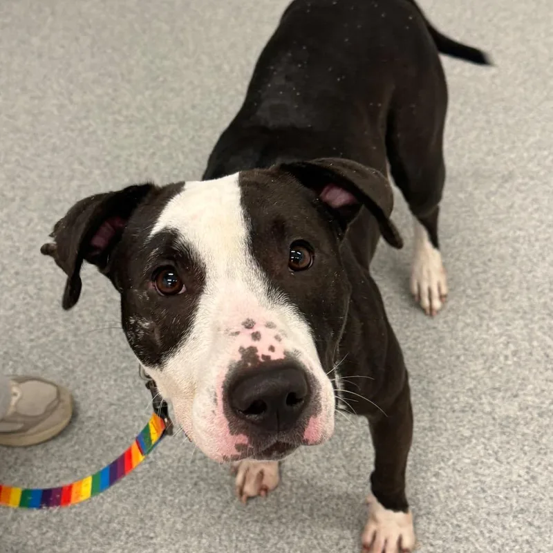 An adult medium-sized female Black Mixed Breed dog named Ashley for adoption in Wheeling, IL