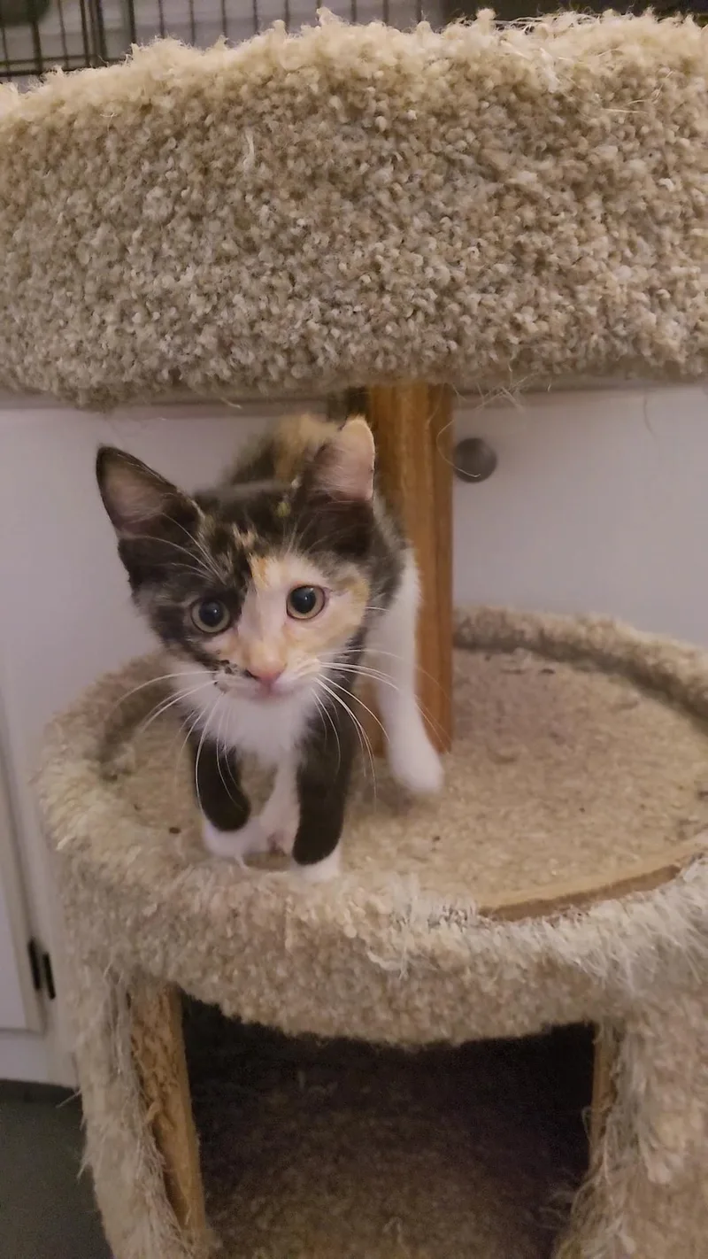 A baby small-sized female Calico cat named Raisinet for adoption in Escalon, CA