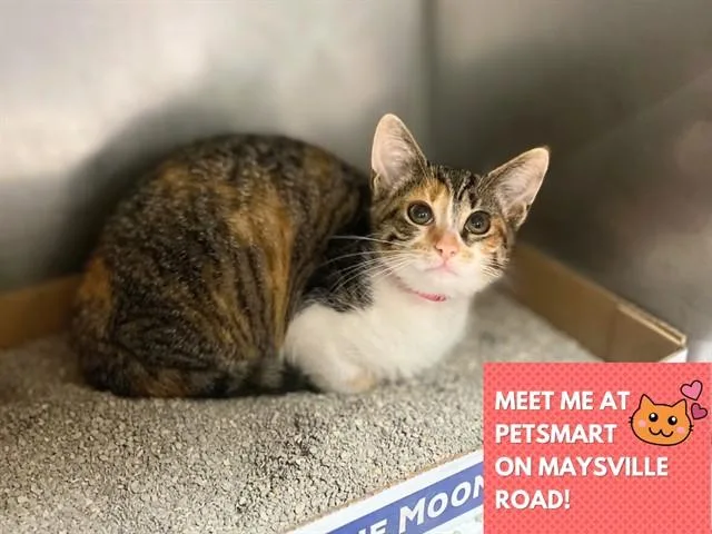 A baby small-sized female Domestic Short Hair cat named Pepsi for adoption in Fort Wayne, IN