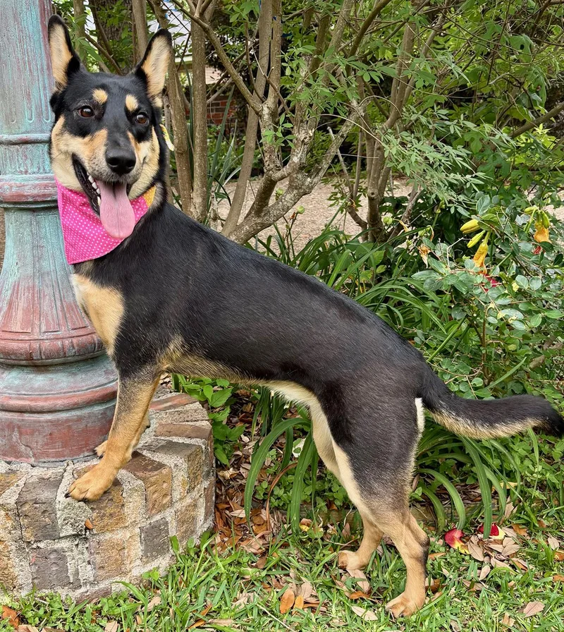 A young medium-sized female Black Australian Kelpie dog named Zora What A for adoption in Cypress, TX
