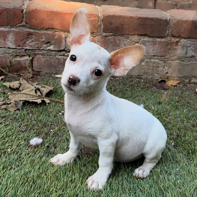 A baby small-sized male White / Cream Chihuahua dog named Gabe for adoption in Point Richmond, CA